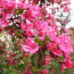 Royal Raindrops CU