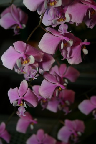 Phaleanopsis hybrids come in many colors, shapes and sizes. Phaleanopsis shilleriana is one of the most popular of the phaleanopsis family