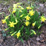Daffodils